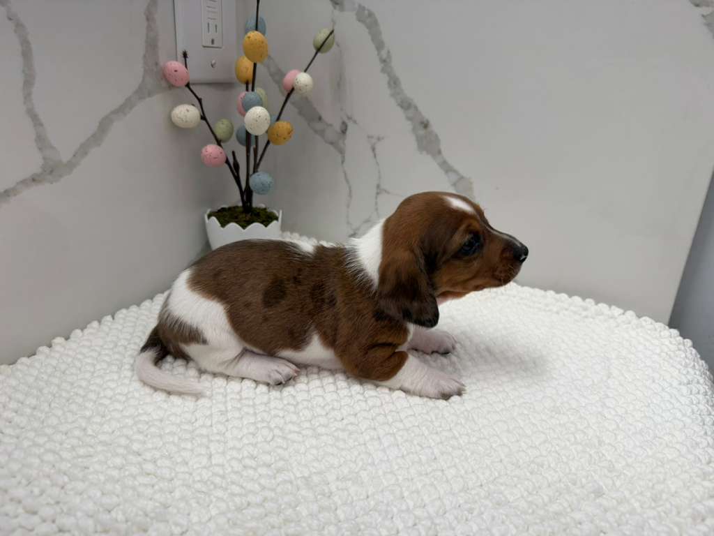 Dachshund male image 4