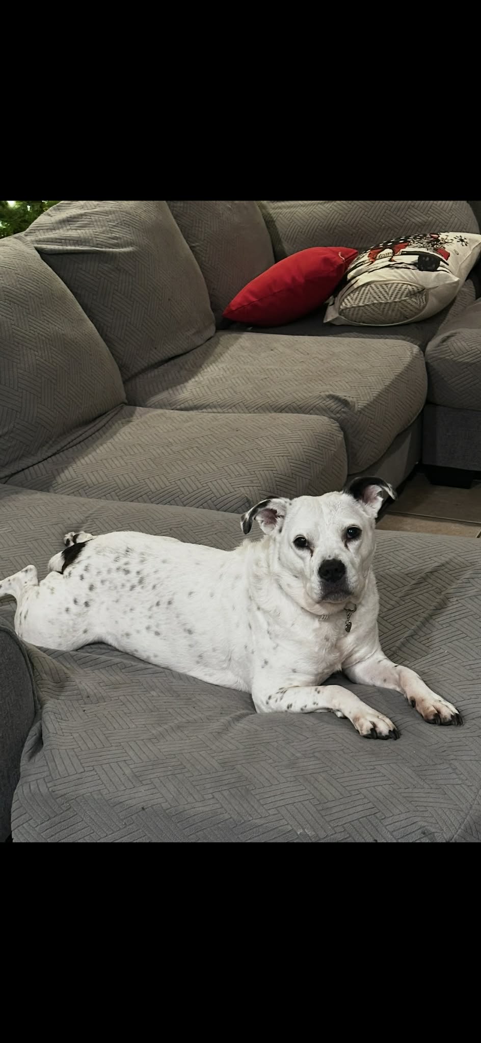 Dog image 2
