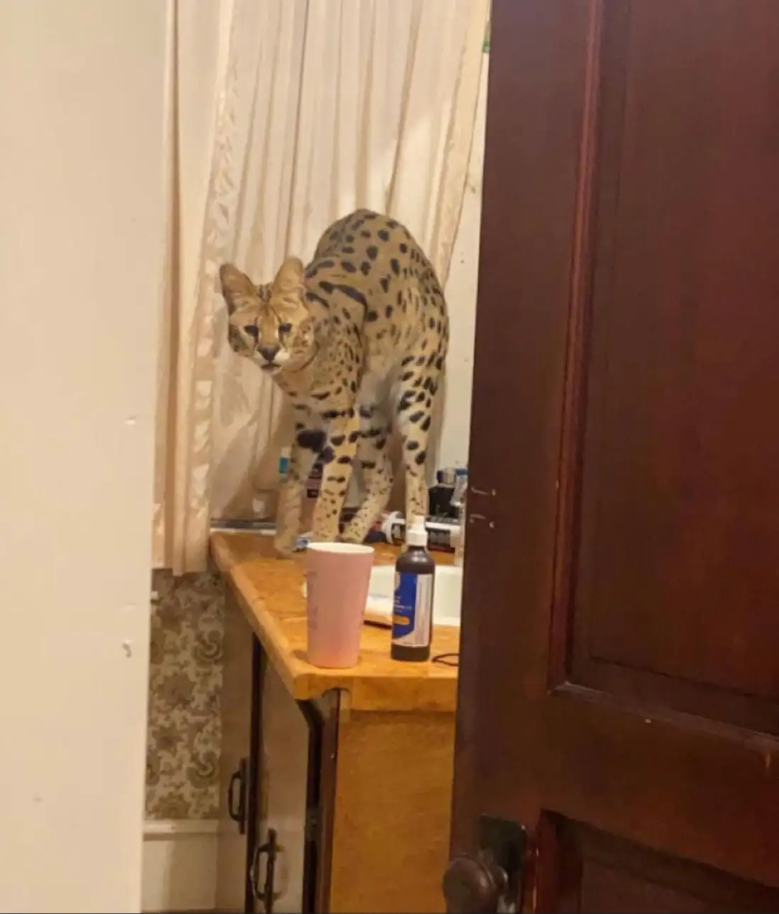 F3 Savannah Cubs / Kittens image 4