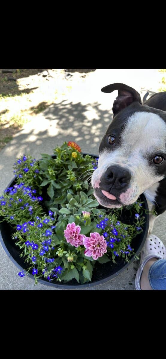 American Bull Terrier 3yrs image 1