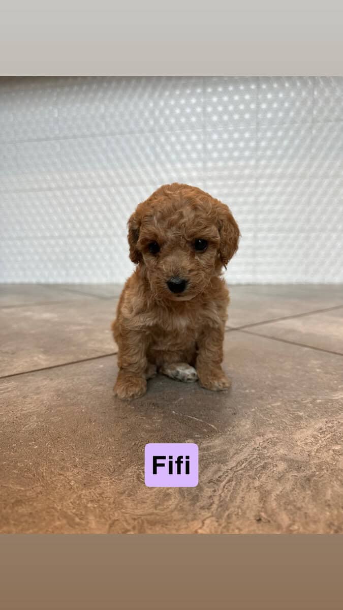 Miniature Poodle Puppies image 1
