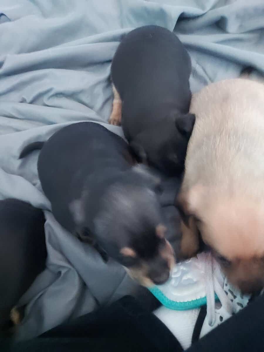 Very cute Jackchi puppies image 7