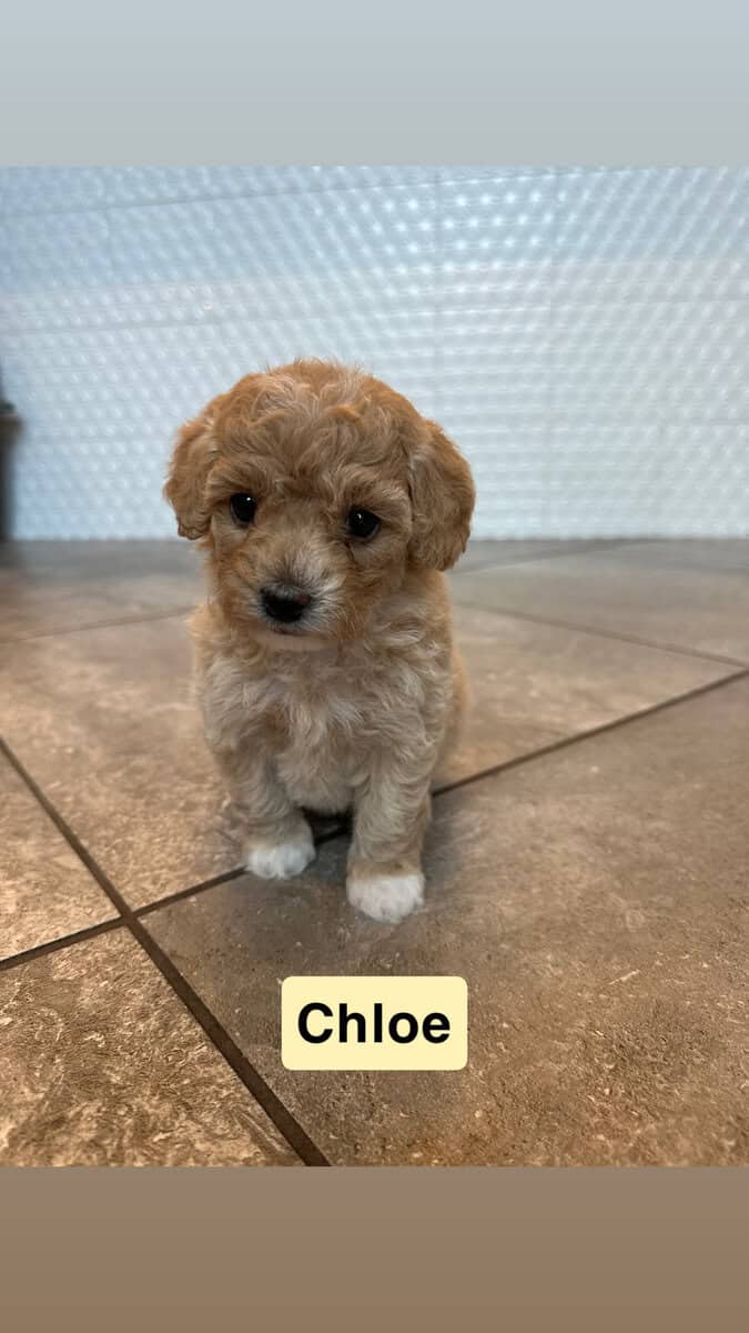 Miniature Poodle Puppies image 4
