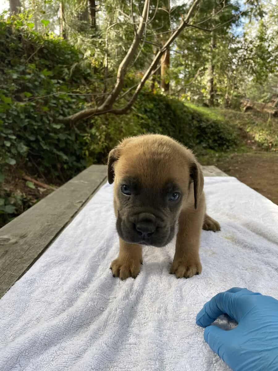 Cane Corso Litter for Sale image 9