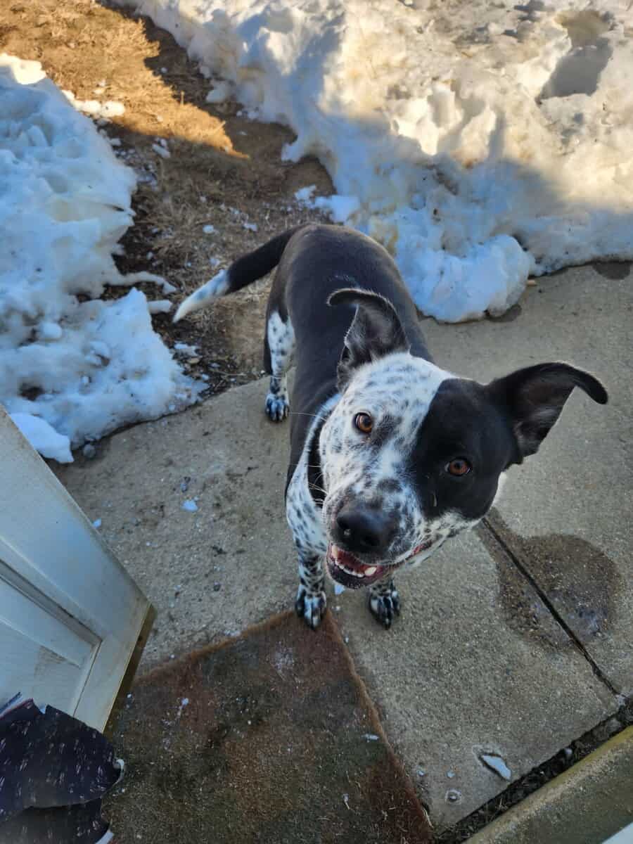 Blue heeler pitbull mix image 2