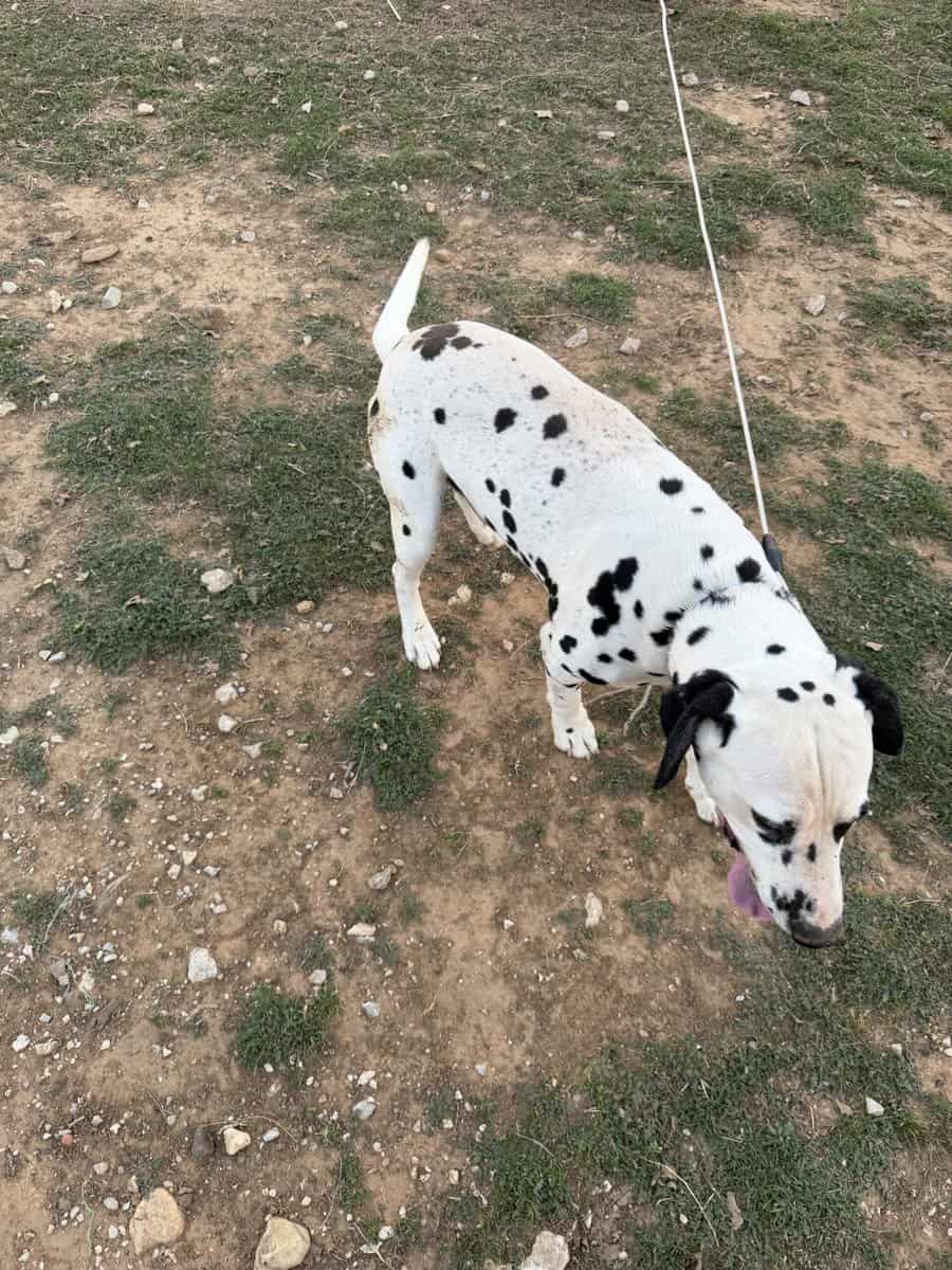 Dalmatian image 3