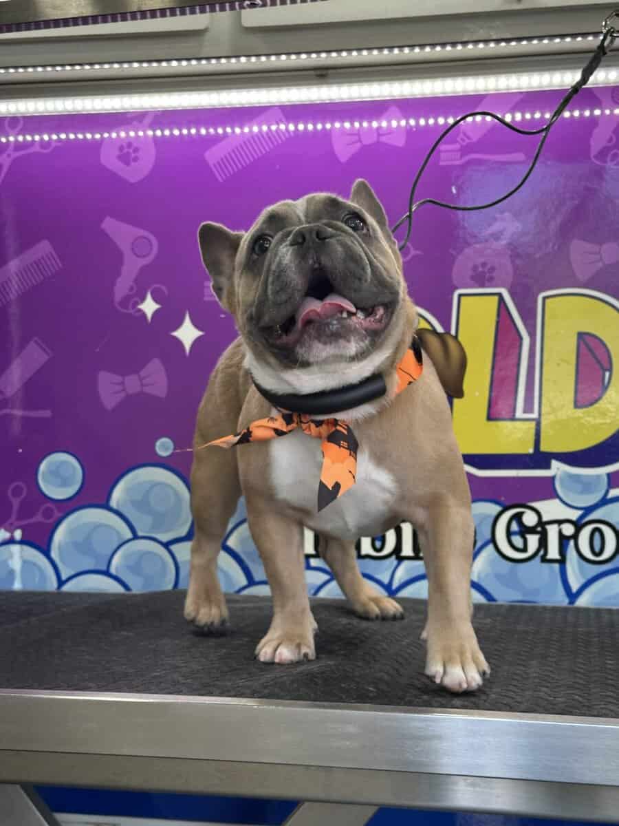 Frenchie for sale image 2
