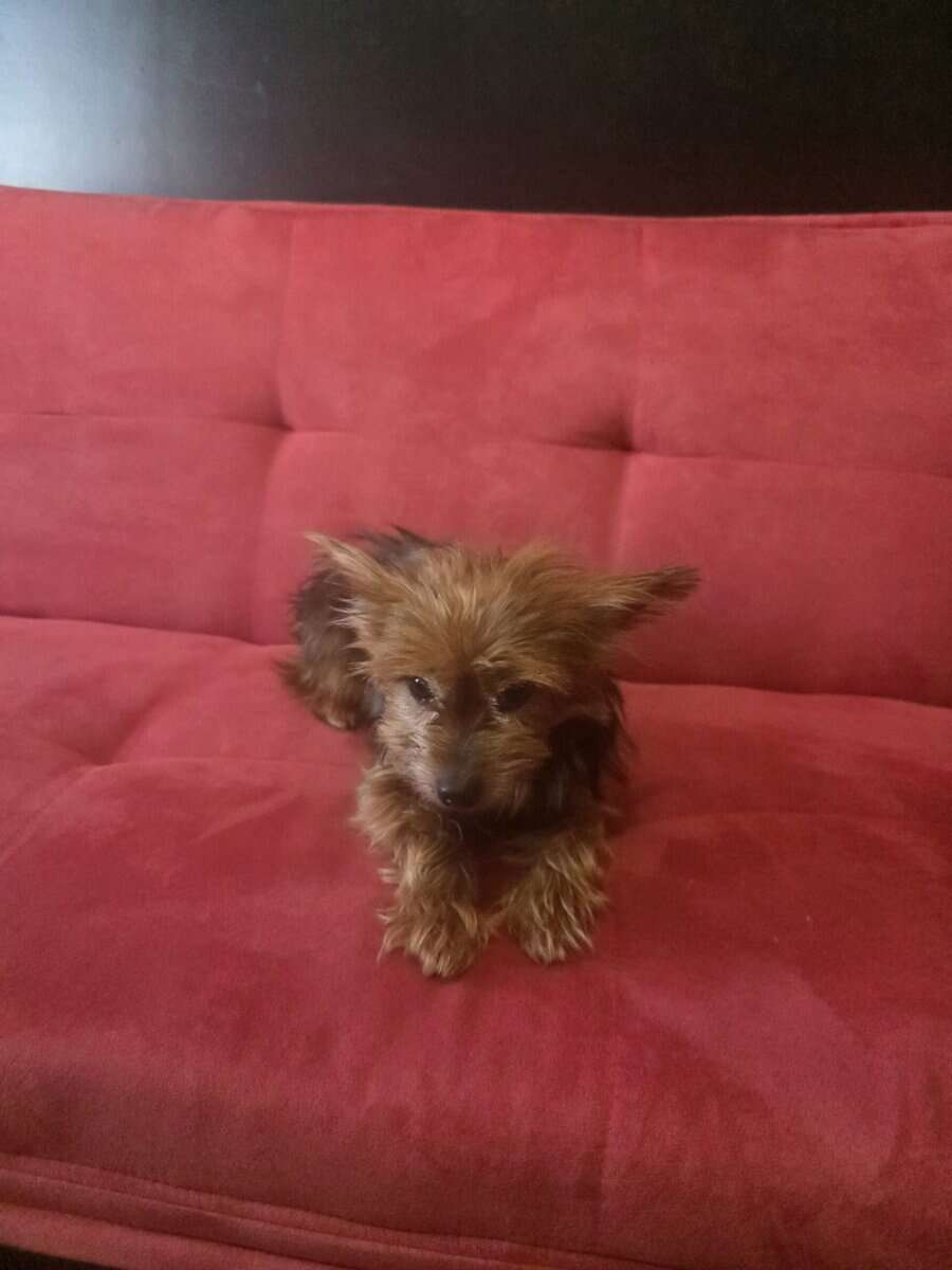 Terrier female looking for a home image 2