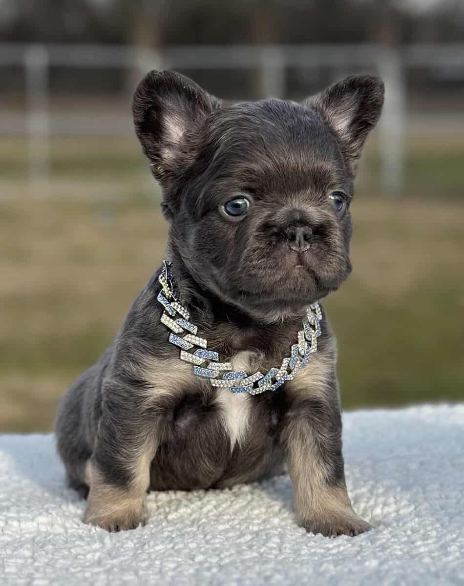 French bulldog AKC image 2