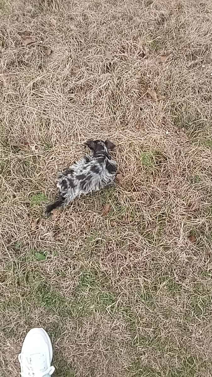 Blue merle miniature schnauzer puppy image 2