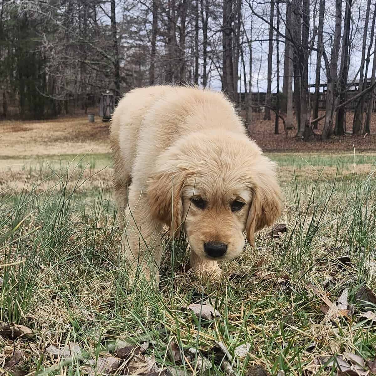 Golden Retriever Puppy image 1