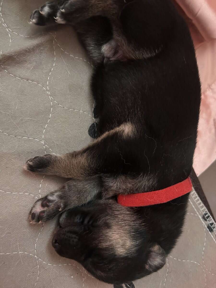 Gerberian Shepherd Puppies image 7