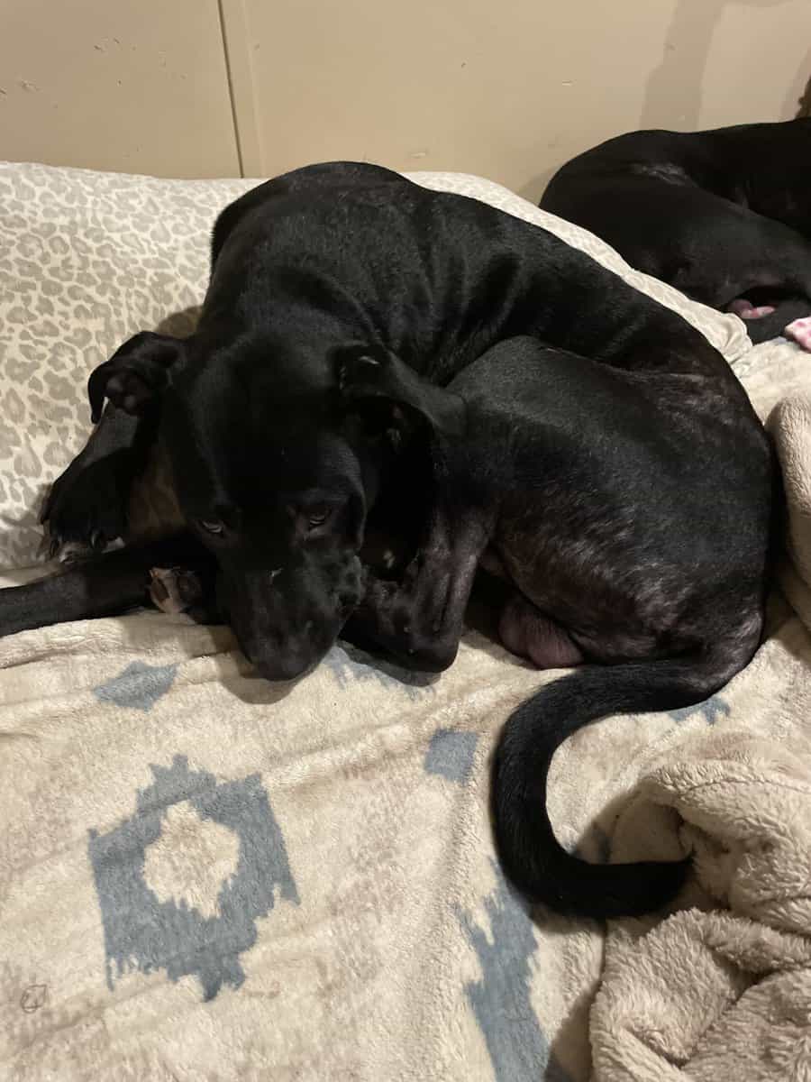 1 year old lab mix image 1