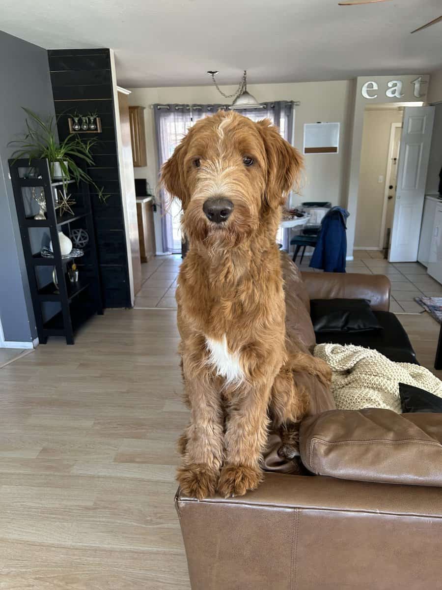 1 1/2 yr. old Goldendoodle male NOT Neutered image 1