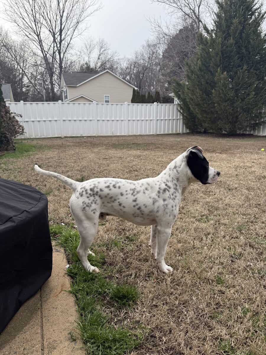 Bugsy - Pitty Mix - 9/10 Months Old image 4