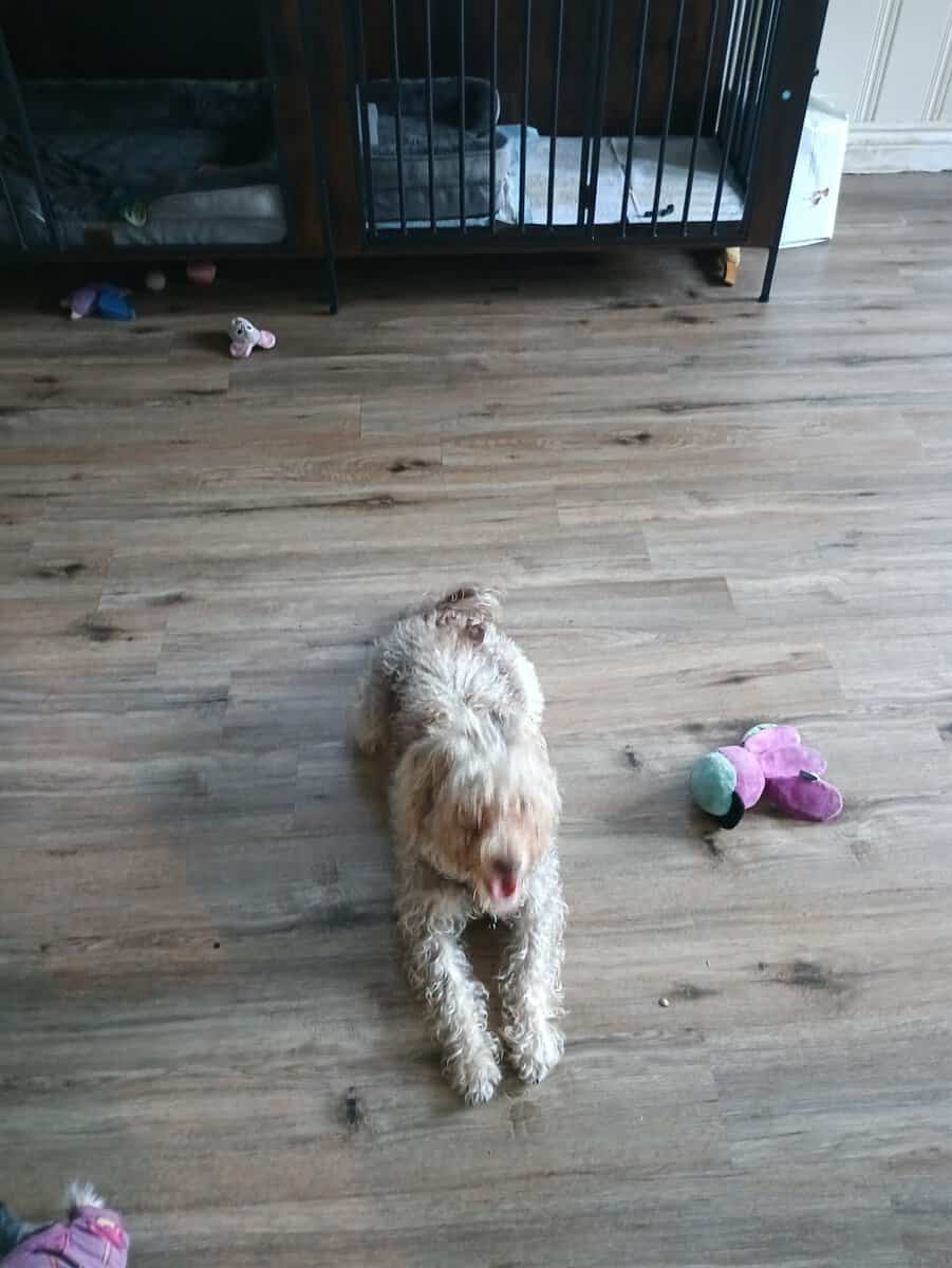 Rehoming my schnoodle image 3