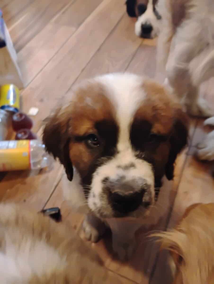 Full blooded St Bernard Puppies image 2