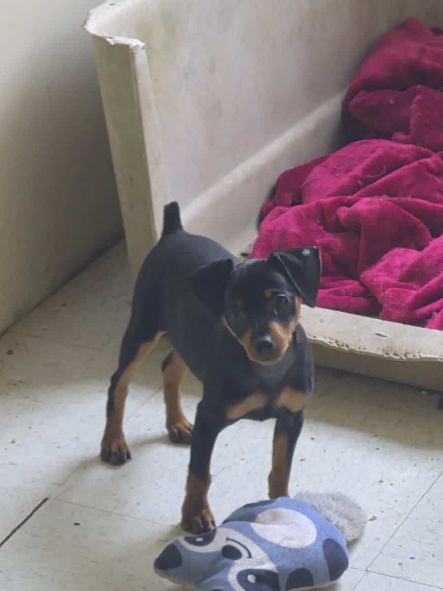 Min pin puppy image 3