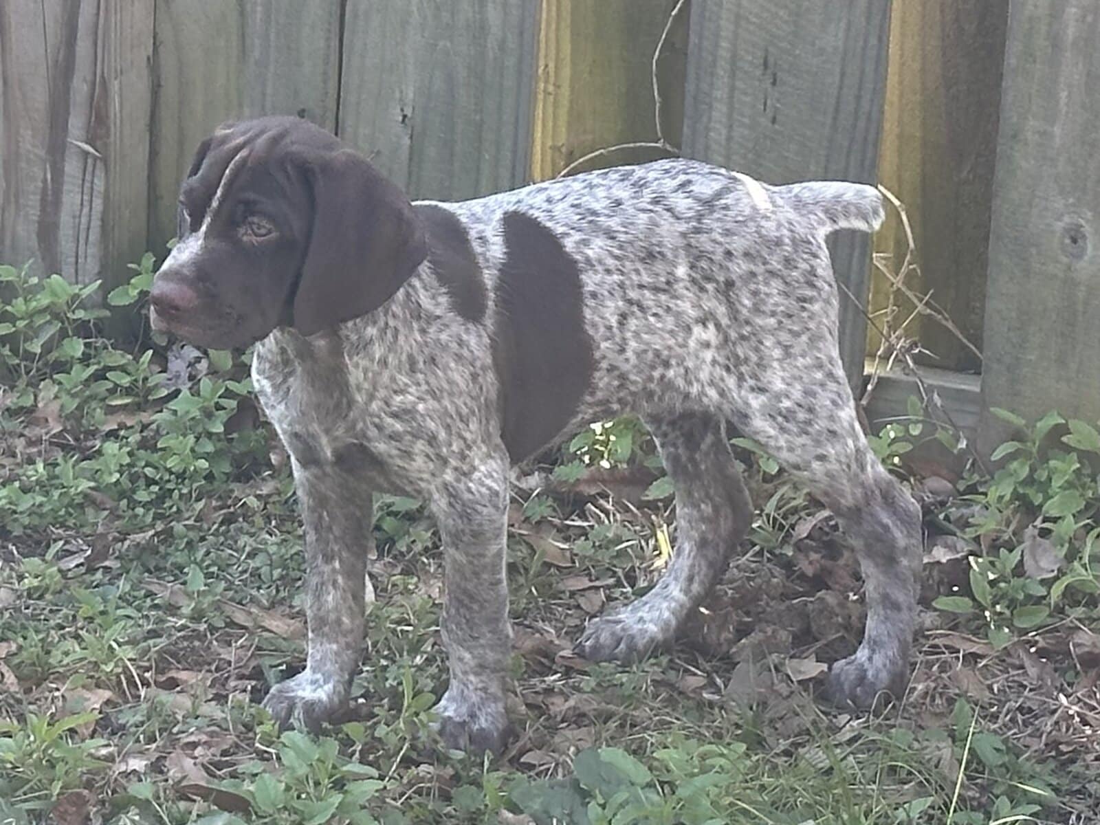 AKC GSP Big Boy image 7