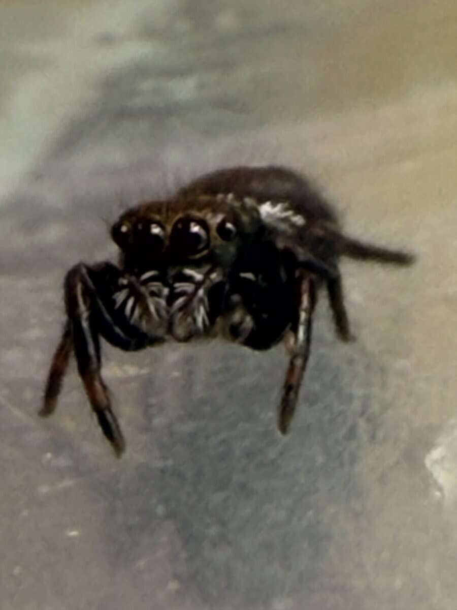 Regal Jumping Spider Slings image 2