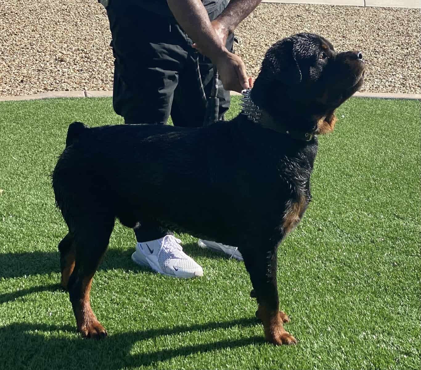 Rottweiler Pups image 4
