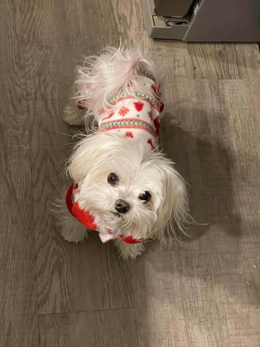 Purebred Registered Teacup/Toy Malteses image 3