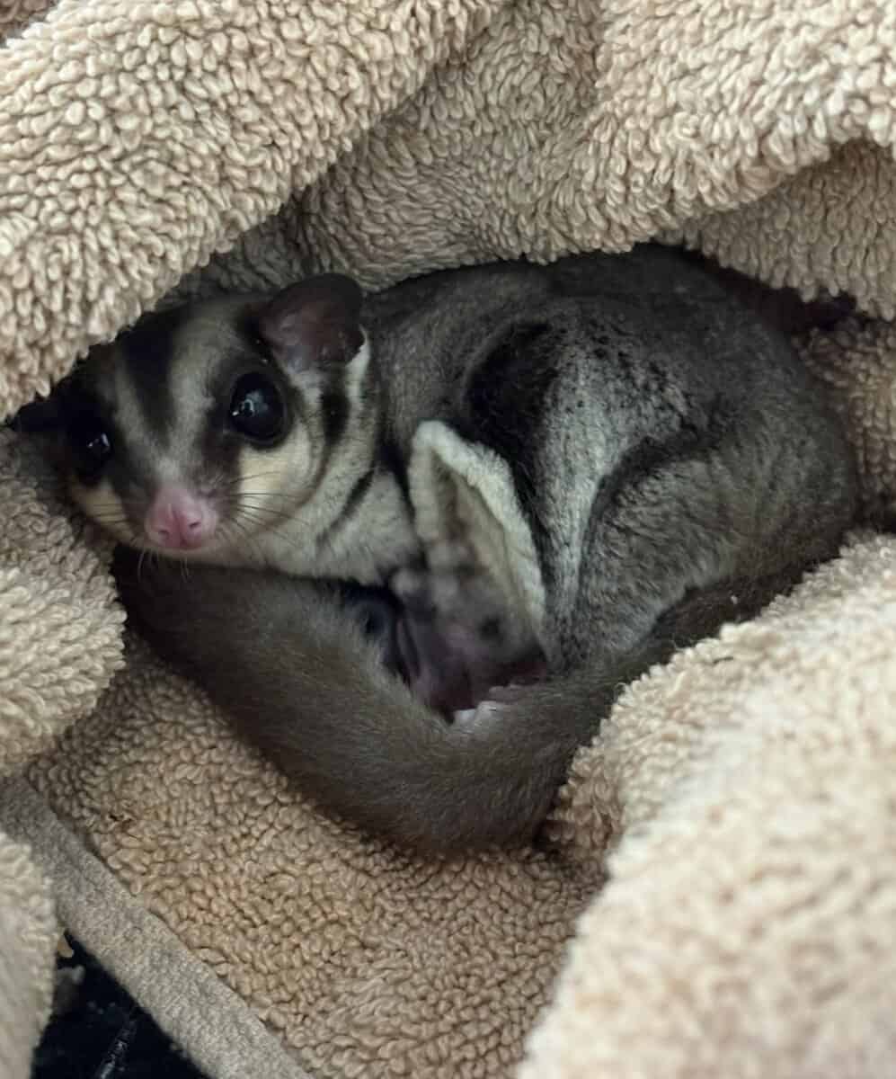 New home needed for Sugar glider image 1