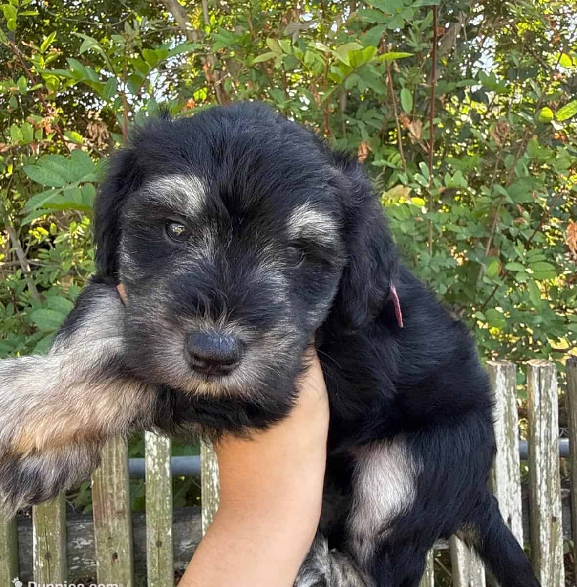 7 week old mini Schnauzers for Sale image 2