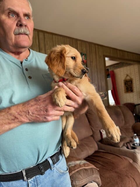 GOLDEN RETRIEVER PUPPIES image 2