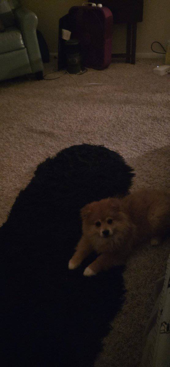 Meet Simba: Your New Little Lion Pup! image 3