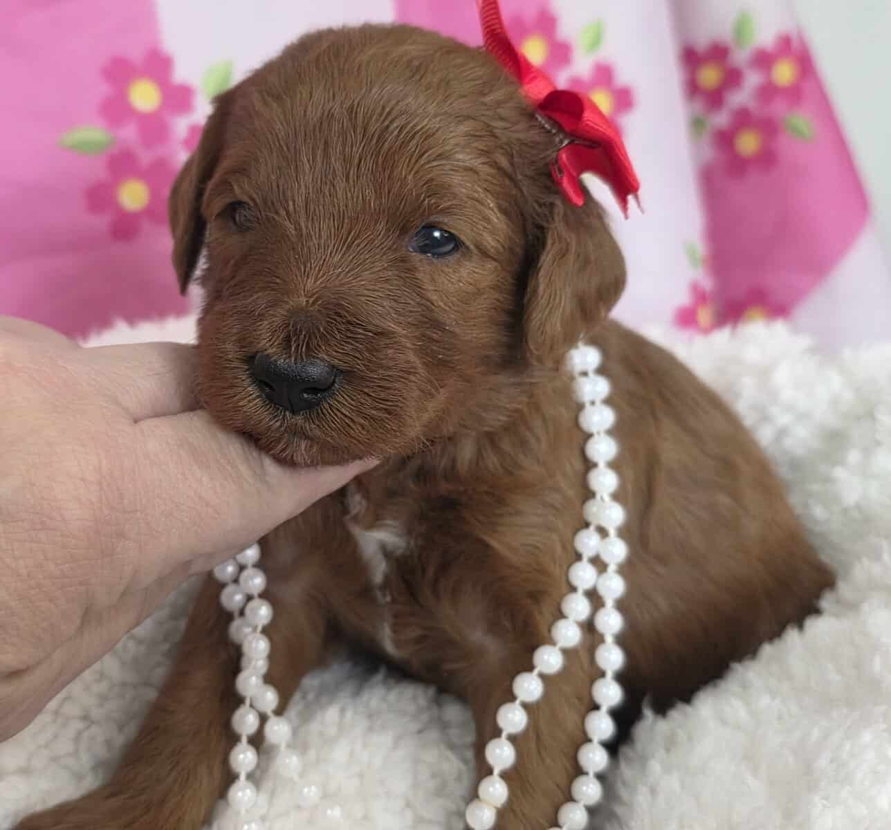 Adorable Mini Goldendoodles image 6