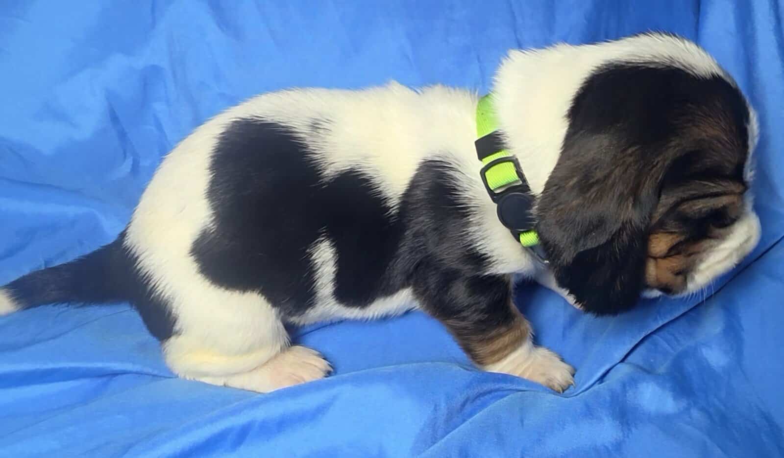 Cora- female basset hound puppy image 3