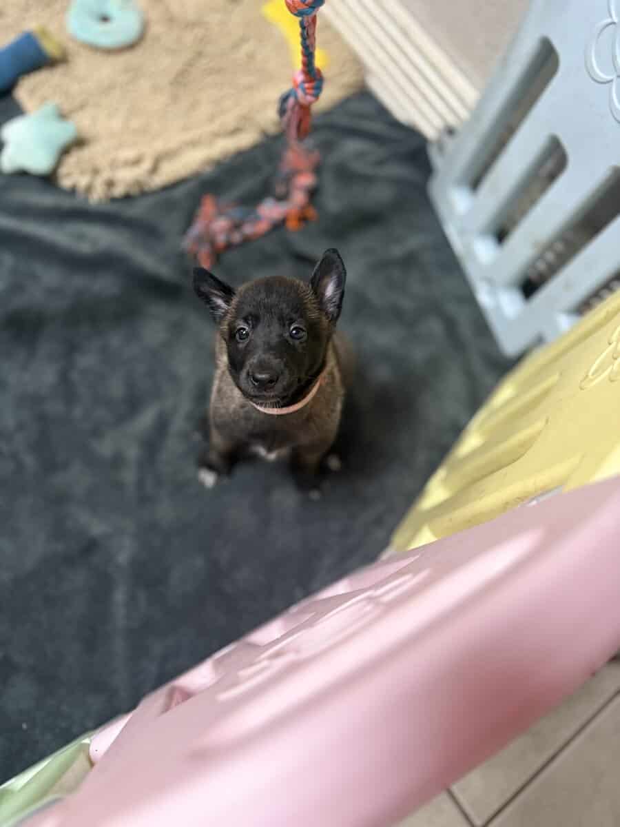 Malinois puppies image 1