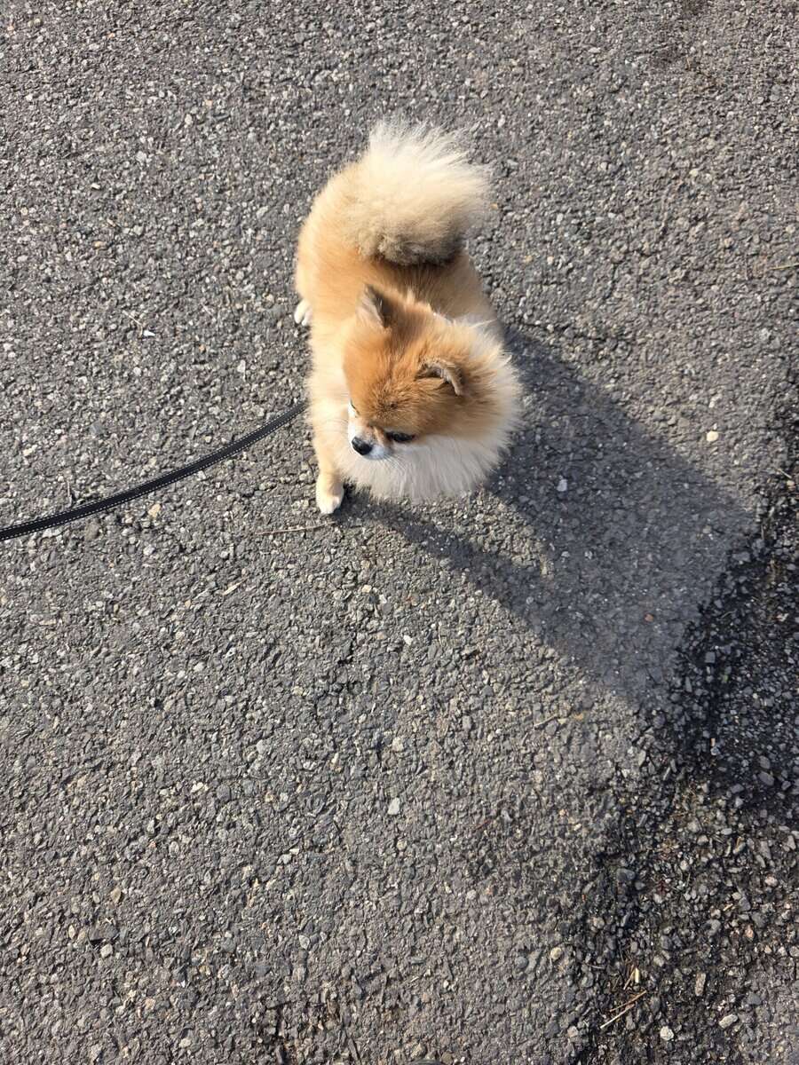 Rehoming my mini Pom image 2