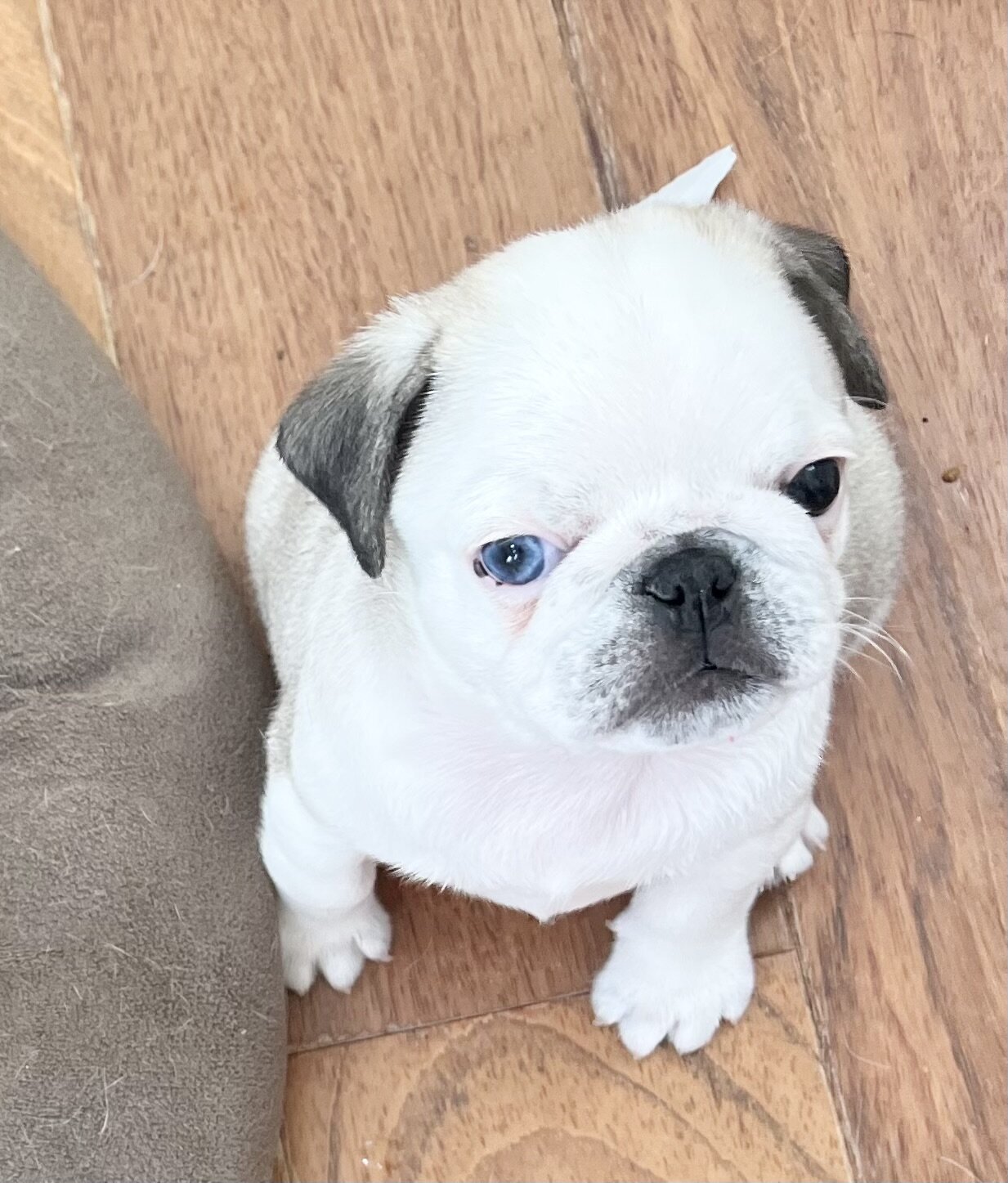 pug puppies image 6