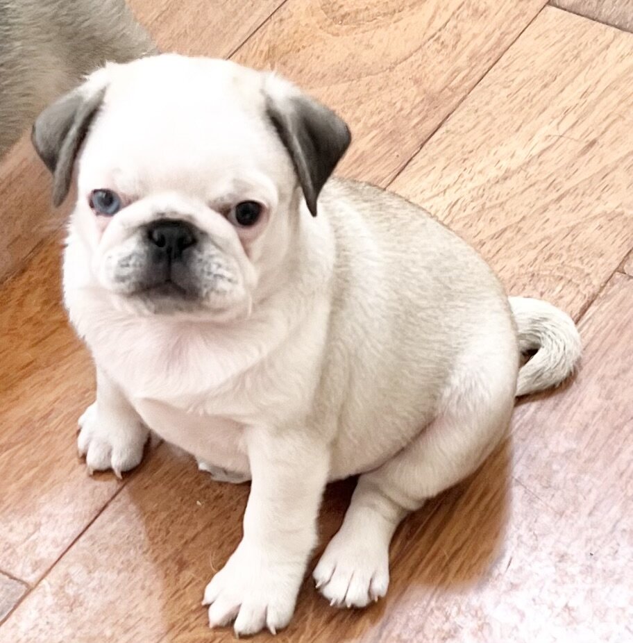 pug puppies image 5