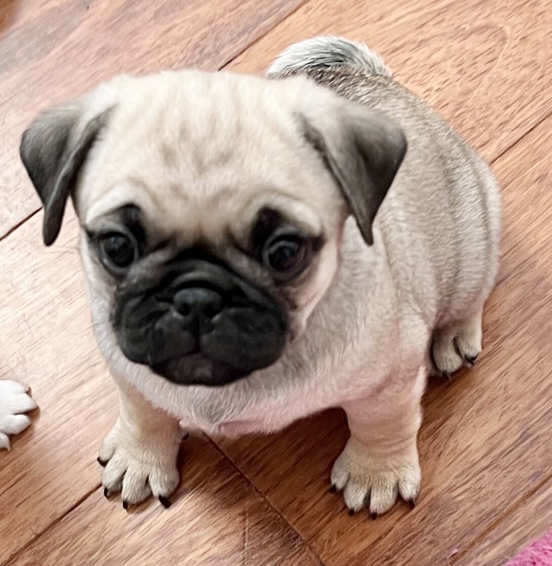 pug puppies image 3