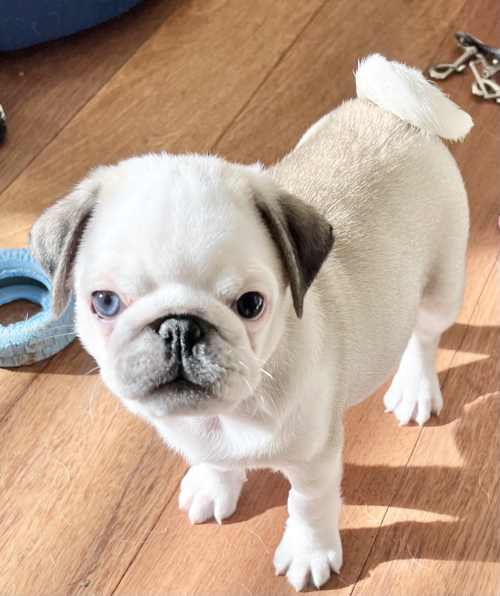 pug puppies image 2