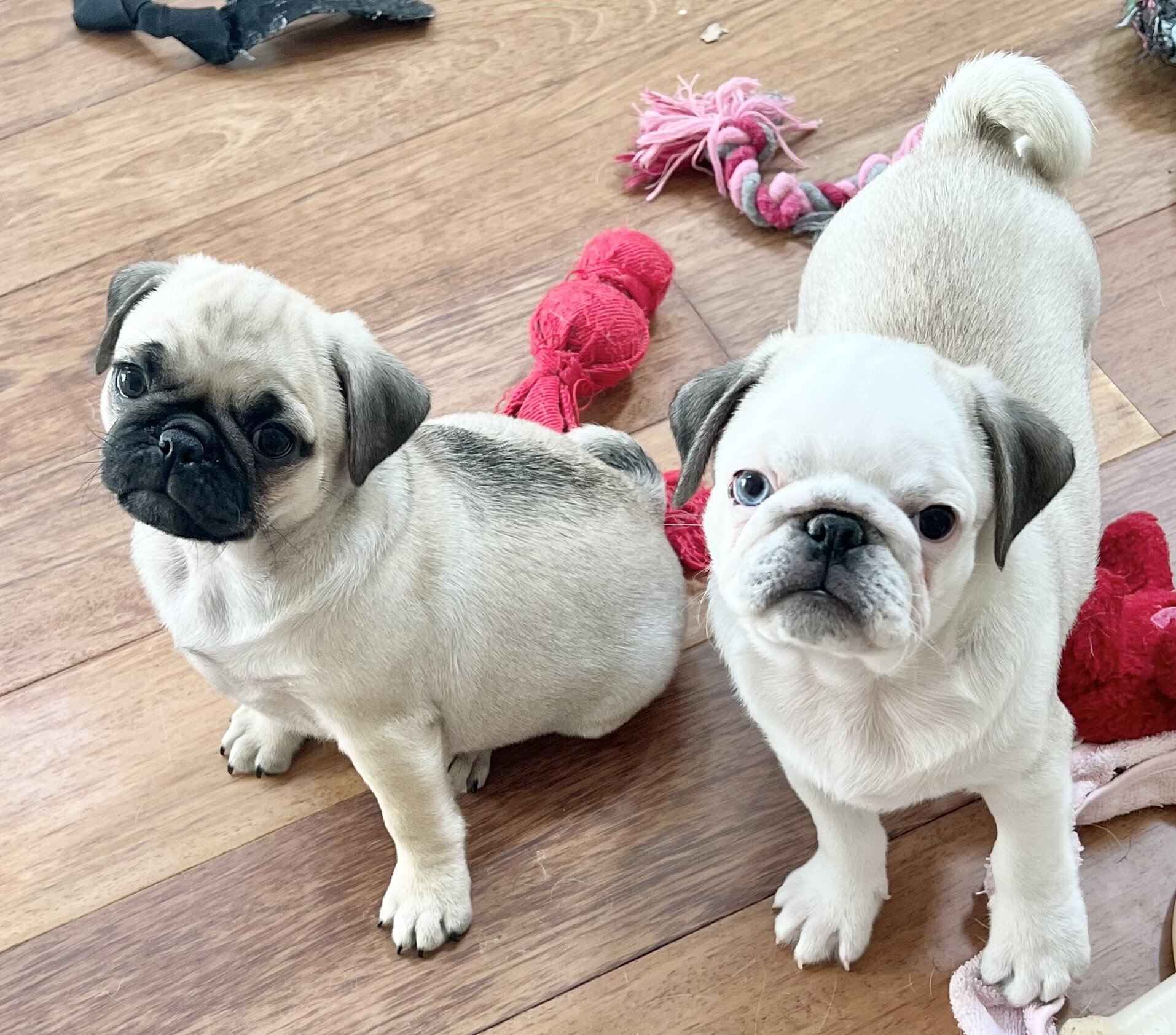 pug puppies image 1
