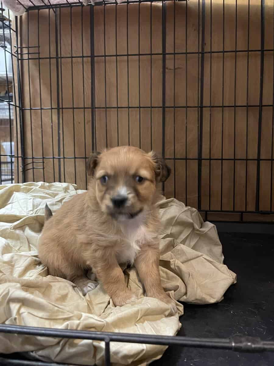 Chipoo pup in need of a loving home image 5