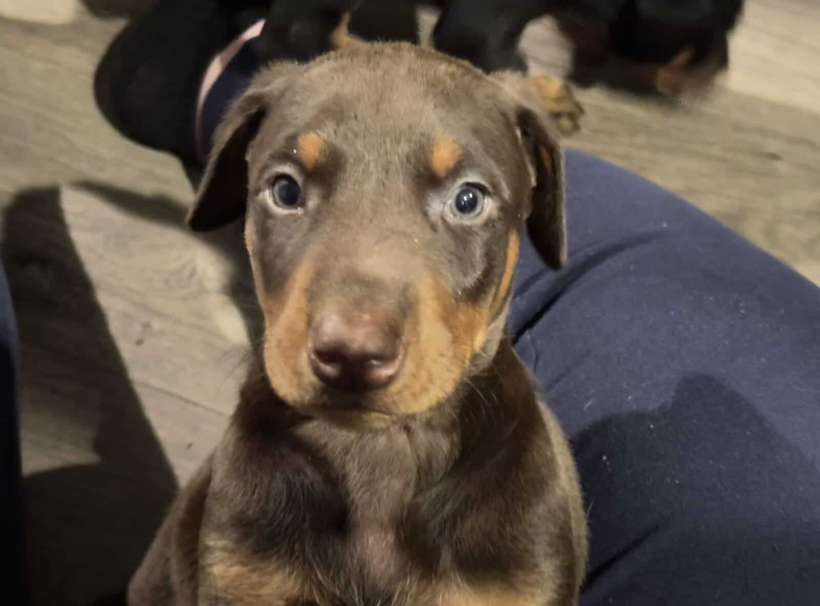Doberman puppies image 2