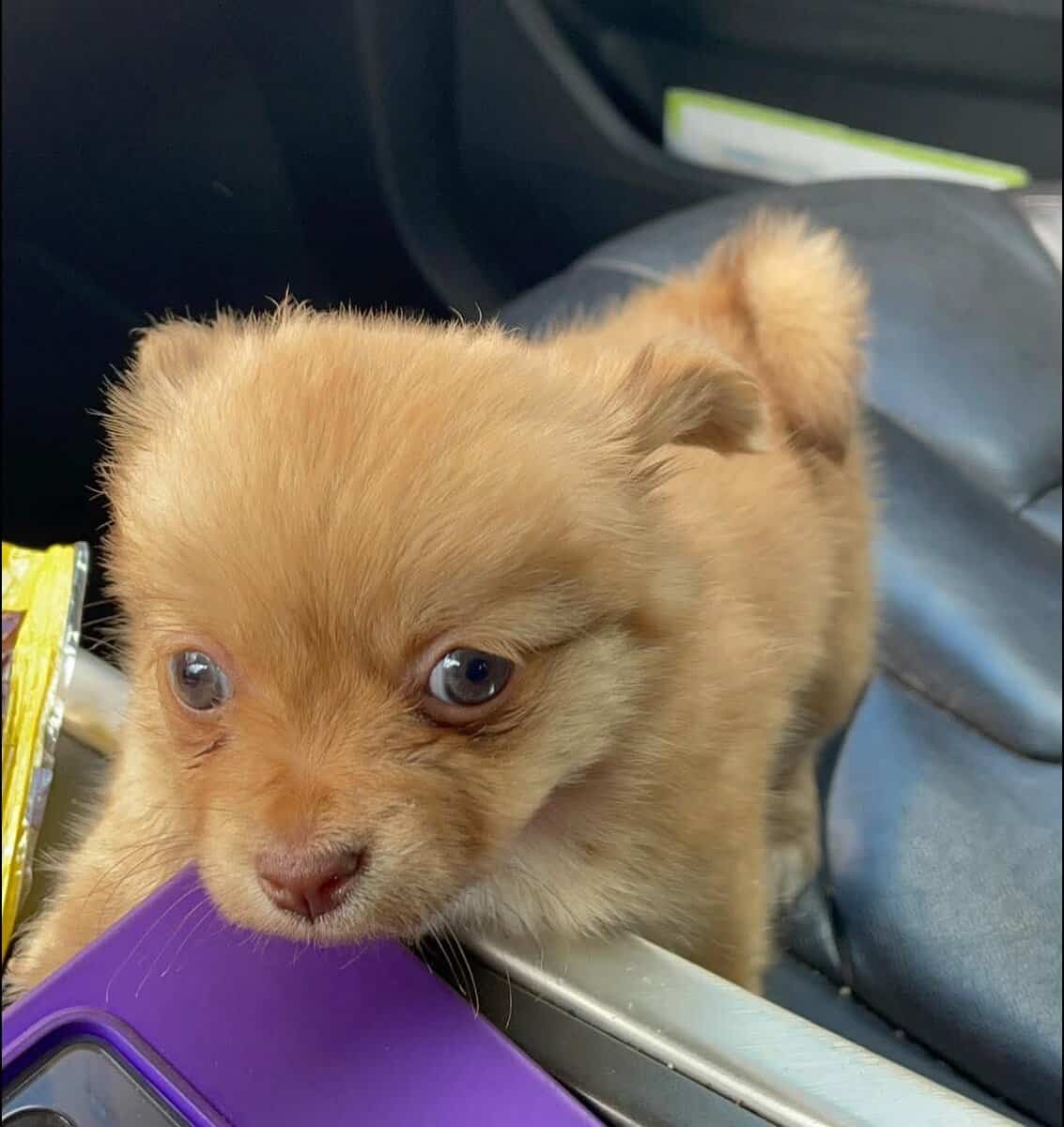 Tiny Pomchi Girl 🌸🩷 image 3