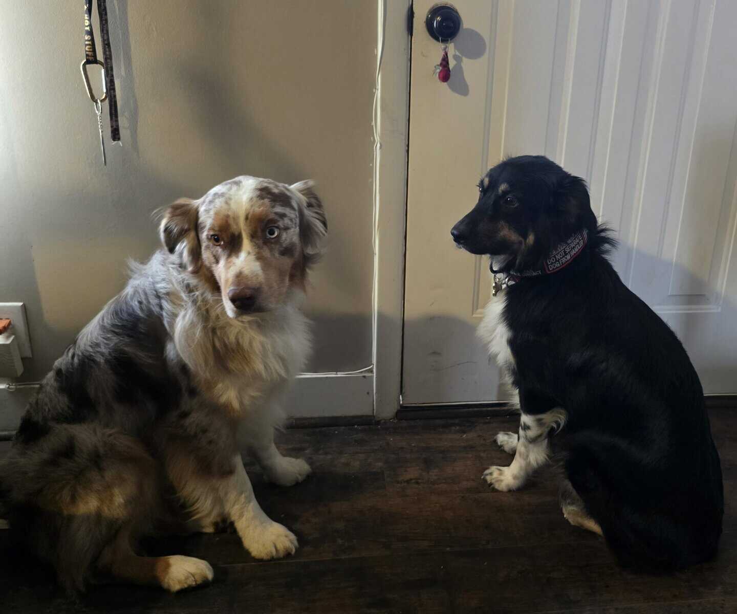 Pure Bred Standard Aussie Pup image 5