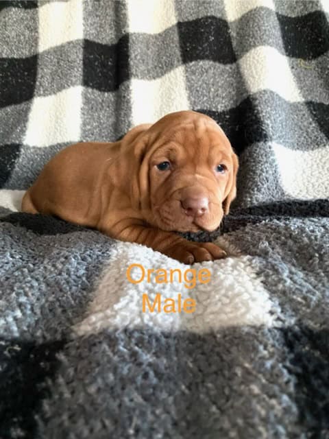 AKC Registered Vizsla Puppies image 2