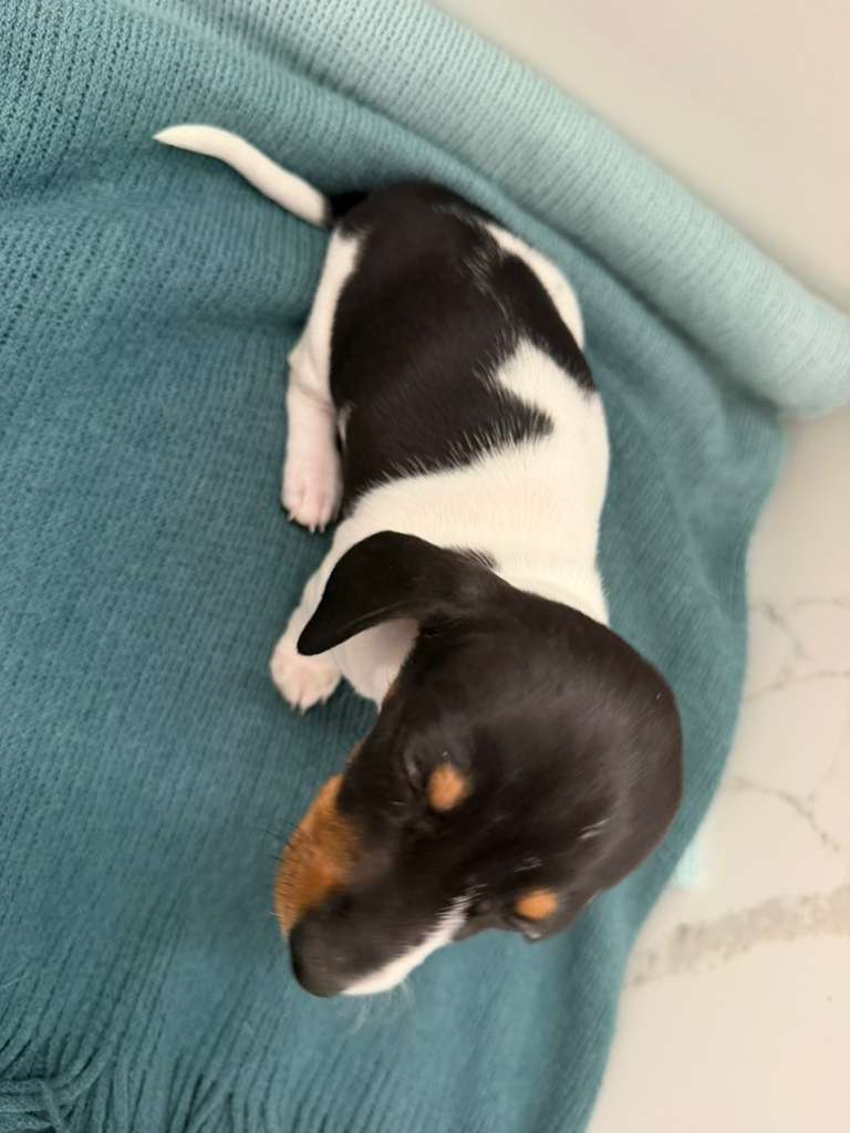 Dachshund female image 3