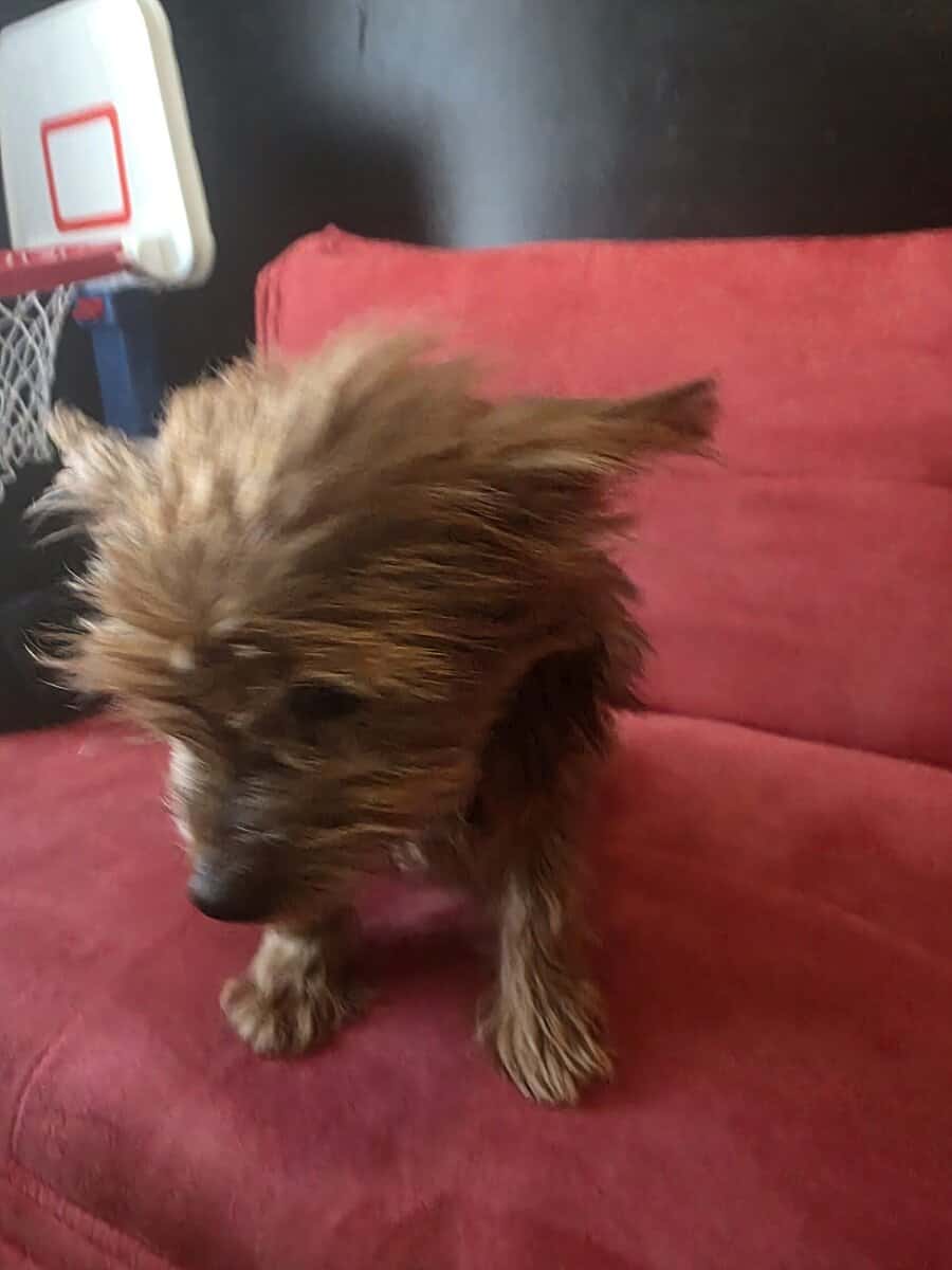 Terrier female looking for a home image 3