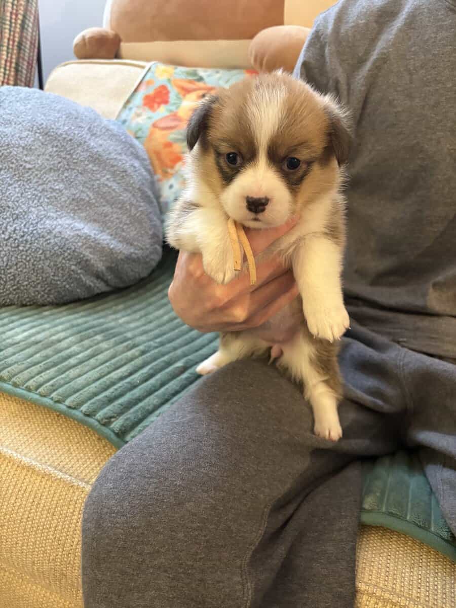 Pembroke welsh corgi pups image 2