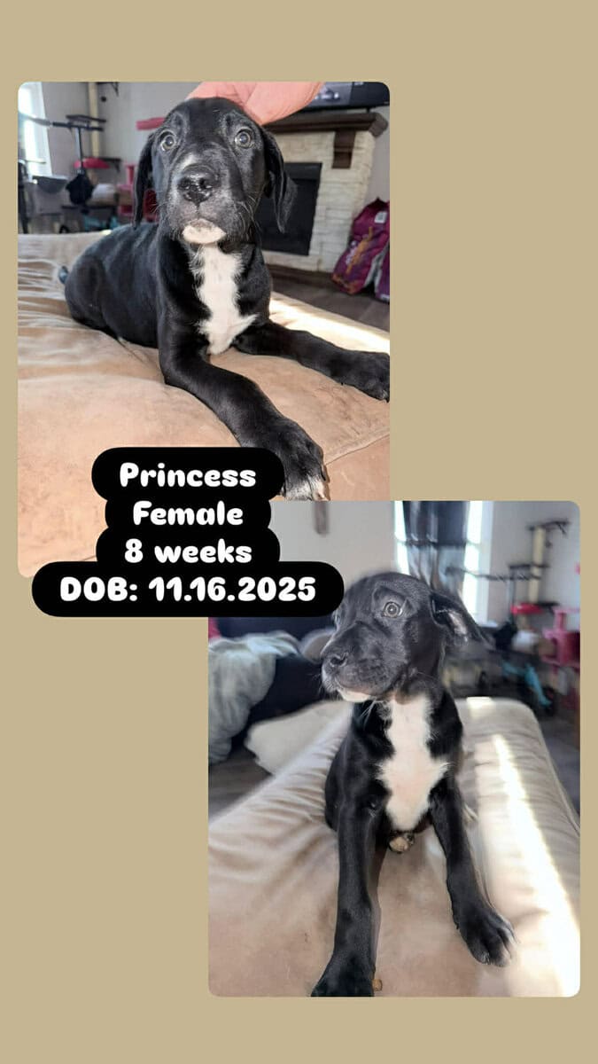 Australian Shepherd Great Dane mix image 3