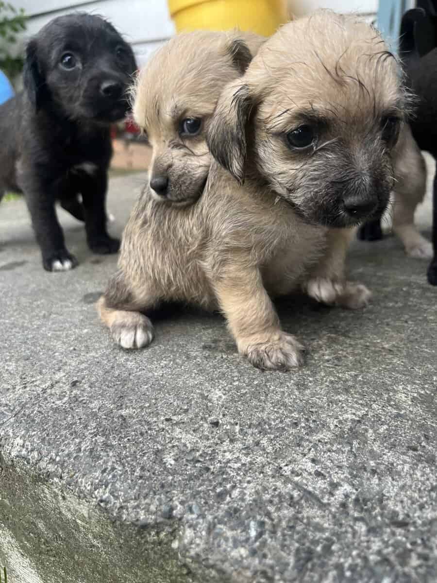 Dog for free image 7