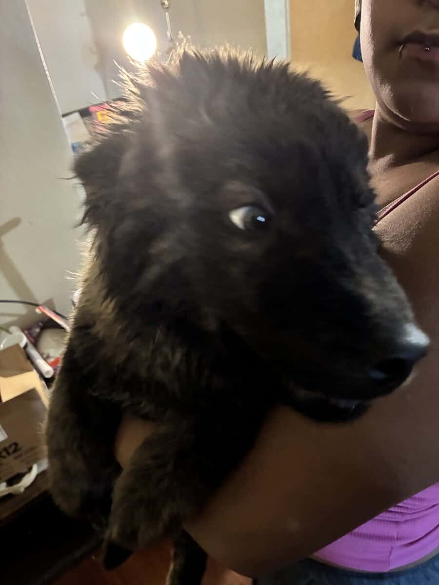 4 months old husky chow mix image 1